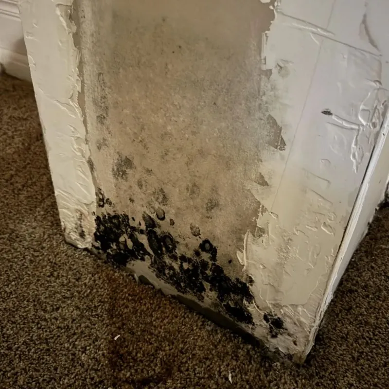 Professional Mold Removal in Mukilteo, WA